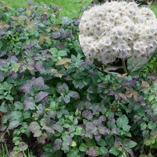 Spiraea japonica 'Double Play Blue Kazoo' - Jaapani enelas 'Double Play Blue Kazoo' C5/5L